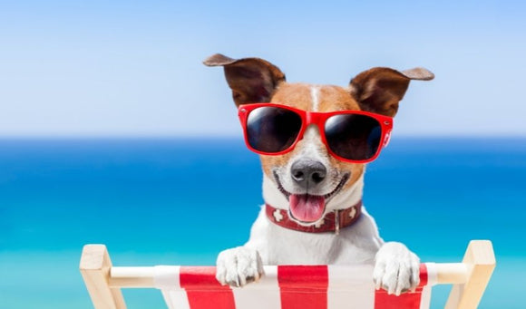 Cool Pet Tips for the Dog Days of Summer