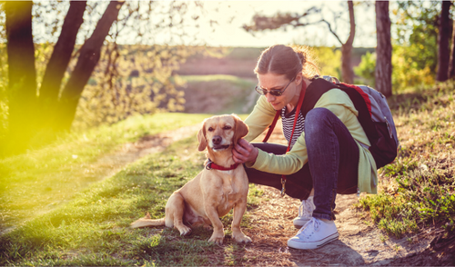 How to Remove a Tick From Your Pet Safely and Easily