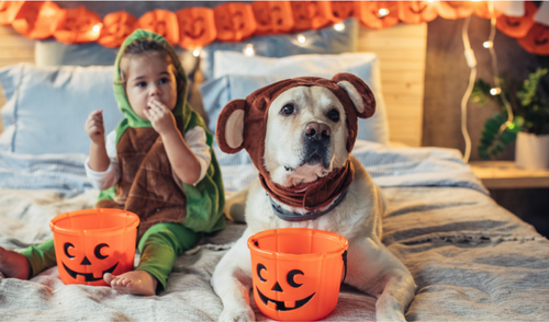 Halloween Pet Dangers