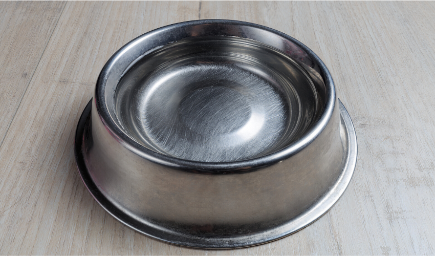 Is It Harmful to Allow Animals of Different Species to Share the Same Water Bowl?