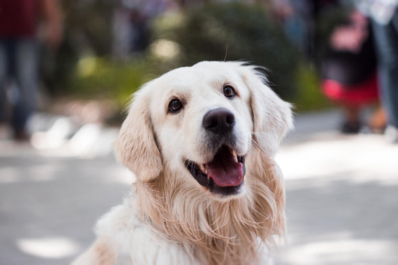 Good Dental Hygiene is a Must for Your Pet's Optimal Health