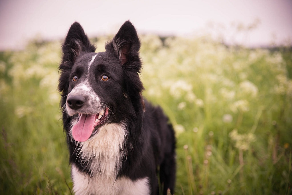 Dogs and Cats and Fleas: Oh My!