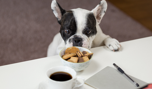 Holiday Food Dangers for Dogs and Cats