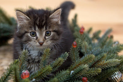 Holiday Food Dangers for Dogs and Cats