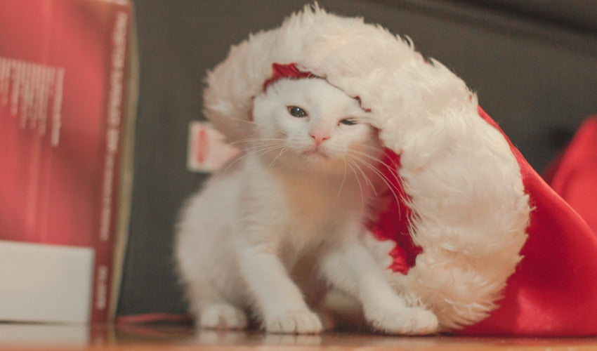 Pet Dangers During the Holiday Season