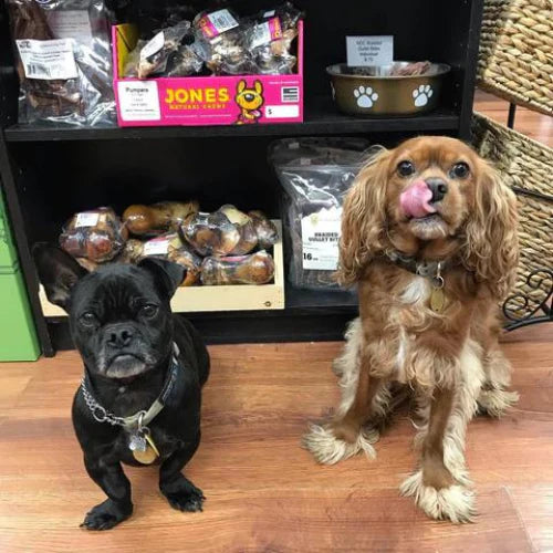 Two dogs sitting inside Barkley’s Marketplace