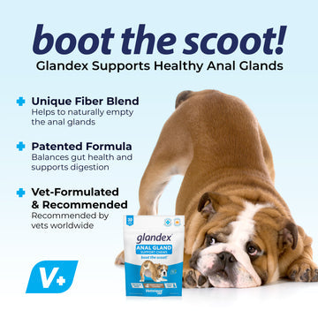 Glandex® Anal Gland Supplement For Dogs With Pumpkin (60 Count Peanut Butter)