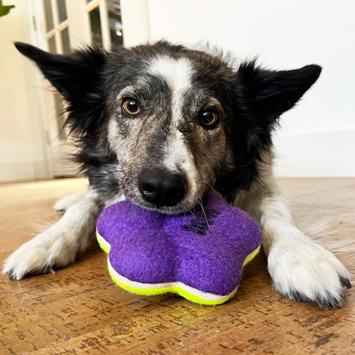 KONG AirDog Squeaker Paw Dog Toy (Medium)
