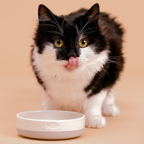 Mason Cash Speckle Dip Cat Bowl 5.1 9.3oz