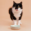 Mason Cash Meow Cat Bowl 5.1 10.1oz Green & Tan