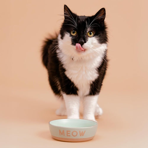 Mason Cash Meow Cat Bowl 5.1 10.1oz Green & Tan