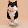 Mason Cash Reactive Fade Pet Bowl 5.1 10.1oz
