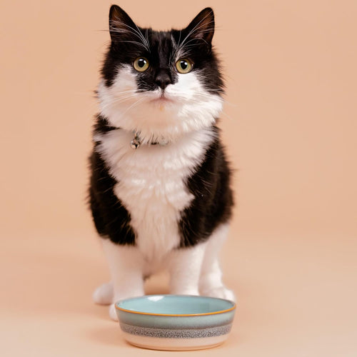 Mason Cash Reactive Fade Pet Bowl 5.1 10.1oz