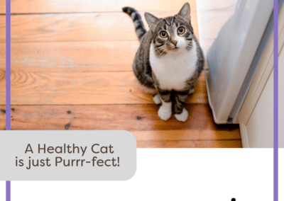 Vet Worthy Urinary Paw Gel for Cats (3 oz)