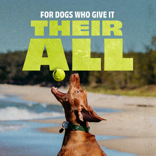 Benebone Rubber Ball Dog Toy (Medium)
