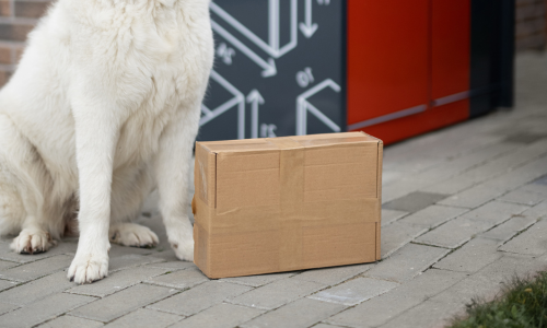 White dog sitting in front of a cardboard box on the sidewalk