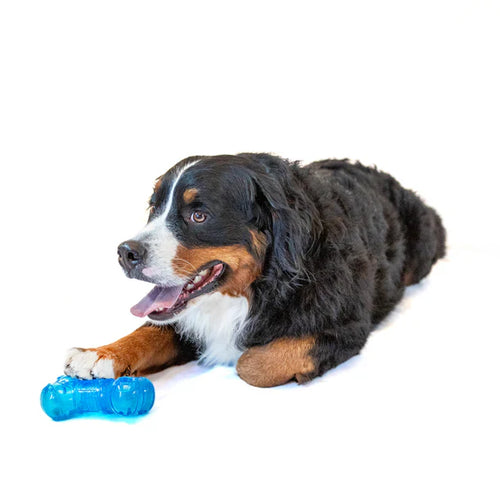 Guru No Begging Bone Dog Toy (Medium: 5.75”L x 3.0”H x 2.0”H)