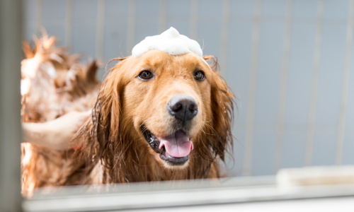 Dog being washed with bubbles on it's head