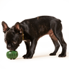 Woof Pupsicle Pops Dog Treats