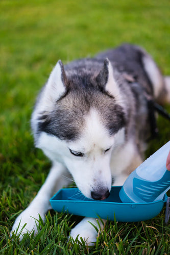 Messy Mutts Squeezable Travel Water Bottle with Removable Bowl (Blue 16 oz)