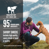 ORIJEN Beef Recipe Stew with Shredded Beef and Eggs Wet Dog Food (12.8 Oz Single)