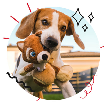 Dog SuppliesBeagle carrying a stuffed toy outside on a clear day