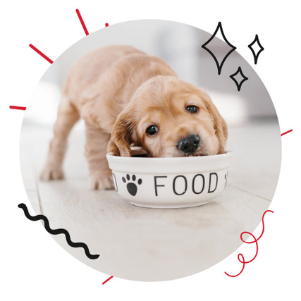 Dog FoodDog eating out of a food bowl that has the word 