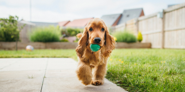 Dog with a green ball in it's mouth on a clear day