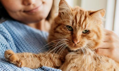 Owner with her orange cat in her lap