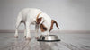 QT Dog Brake-Fast Stainless Steal Non-tip Slow Feed Bowl