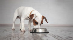 QT Dog Brake-Fast Stainless Steal Non-tip Slow Feed Bowl