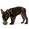 Woof Pupsicle Pops Dog Treats Beef & Peanut Butter