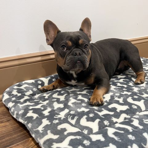 Territory Crate Mat for Dogs (Large)