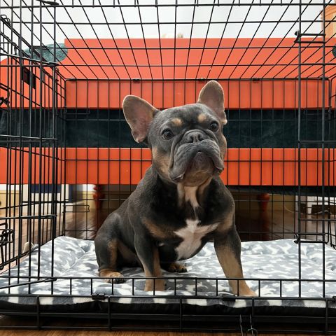 Territory Crate Mat for Dogs (Extra Large)