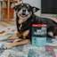 Petcurean Go! Solutions Booster Chicken + Duck Pâté for Digestive Health Wet Dog Food (2.8 oz)