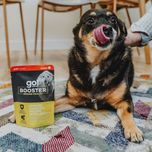 Petcurean Go! Solutions Booster Minced Chicken with Gravy for Immune Health Wet Dog Food (2.8 oz)