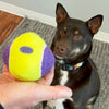KONG AirDog Squeaker Knobby Ball  Dog Toy (Medium)