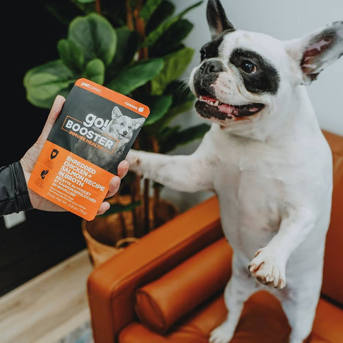 Petcurean Go! Solutions Booster Shredded Chicken + Salmon in Bone Broth for Immune Health Wet Dog Food (2.8 oz)