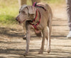 The Company of Animals Halti Walking Harness