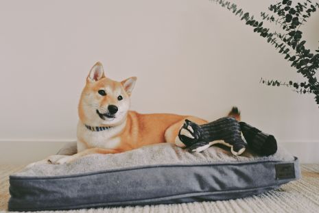 Tall Tails' Dream Chaser Charcoal Cushion Bed (Large)