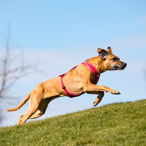 Curli Belka Comfort Dog Harness