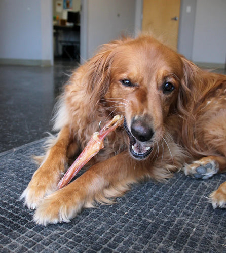 Tuesday's Natural Dog Company Large Beef Tendon