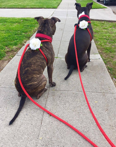 Dog Harness Lead Pitbulls And Parolees Leash Harness Lead Reflective