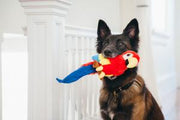 PLAY Fetching Flock Collection Dog Toys