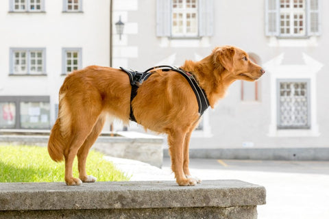 Curli Magnetic Belka Comfort Dog Harness