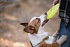 PLAY ZoomieRex InfiniDisc Dog Toys